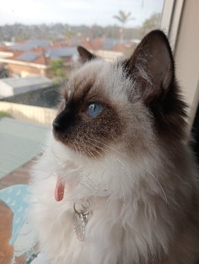 Nala's photo