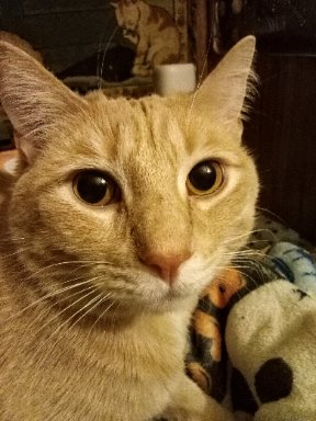 Clyde's photo